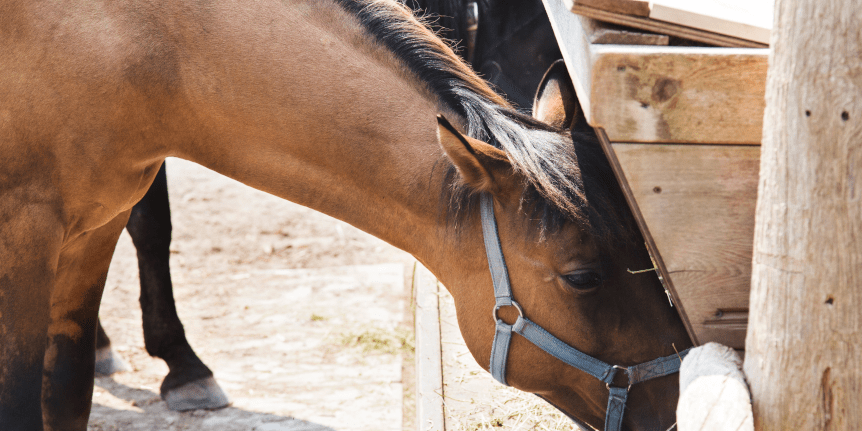 Cavallo marrone tensostrutture autoestinguenti per maneggi NDC Carpenteria